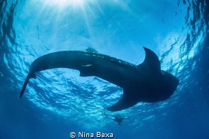 Friendship.Friendship.
Freediver Len de Vries filming a ... by Nina Baxa 